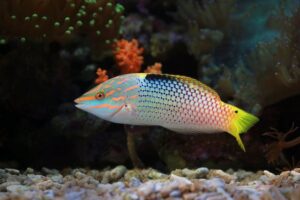 Verlichting in het Waterrijk: Een Gids voor Aquarium LED Verlichting